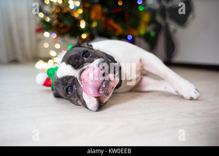 Eine Französische Bulldogge Hund streckte seine Zunge in der Nähe der Weihnachtsbaum Stockfoto