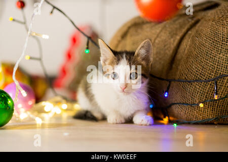 Kleines Kätzchen spielt unter einem Weihnachtsbaum mit Girlanden Stockfoto
