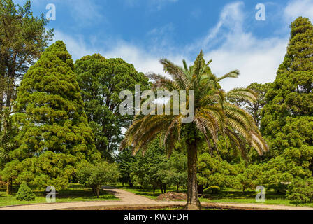 Der Botanische Garten von Batumi im Bereich der Mtsvane Kontskhi Georgia entfernt. Stockfoto