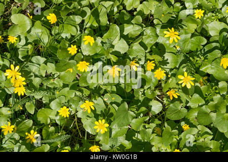 Viele leuchtend gelbe Blüten der Fig Buttercup (Ficaria Verna) sind unter den grünen Blättern in hellem Sonnenlicht als natürlichen Hintergrund. Stockfoto