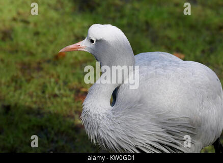 Nahaufnahme des Kopfes eines Südafrikanischen Blue Crane (Grus rothschildi, Anthropoides rothschildi), auch bekannt als Paradies oder Stanley Kran. Stockfoto