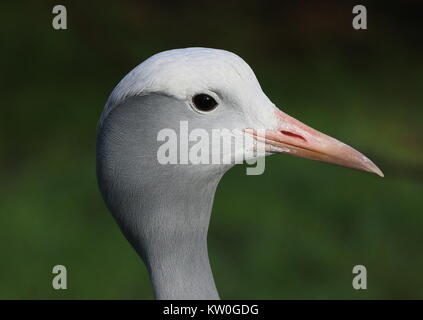 Nahaufnahme des Kopfes eines Südafrikanischen Blue Crane (Grus rothschildi, Anthropoides rothschildi), auch bekannt als Paradies oder Stanley Kran. Stockfoto