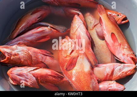 Frisch red snapper Fische in einem Becken aufgefangen, Kap Verde, Afrika Stockfoto