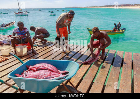 Die lokalen Fischer ausnehmen und Vorbereitung frisch gefangenen Thunfisch an der hölzernen Pier, Santa Maria, Insel Sal, Salina, Kap Verde, Afrika Stockfoto