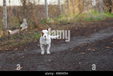 Outdoor Portrait der jungen weißen und stämmig gemischte Rasse Hund bereit, sein Territorium zu verteidigen. Stockfoto