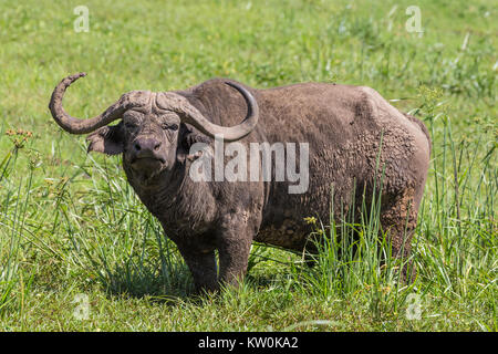Großen männlichen afrikanischen Büffel, Syncerus caffer, Beweidung. Stockfoto