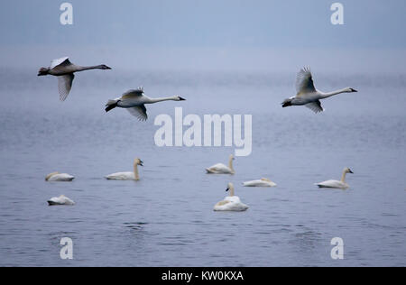 Migration von Tundra Schwäne auf Lake Mendota in der Nähe von Warner Park Beach in Madison Wisconsin USA Freitag, 22. Dez., 2017. Stockfoto