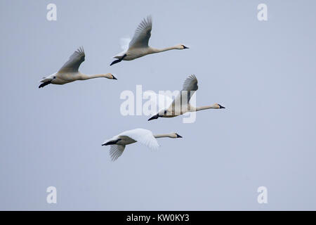 Migration von Tundra Schwäne auf Lake Mendota in der Nähe von Warner Park Beach in Madison Wisconsin USA Freitag, 22. Dez., 2017. Stockfoto