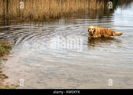 Golden Retriever Hund spielen im Wasser Stockfoto