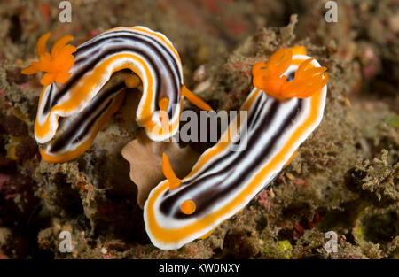 Zwei Nacktschnecken (CHROMODORIS MAGNIFICA) PAARUNG Stockfoto