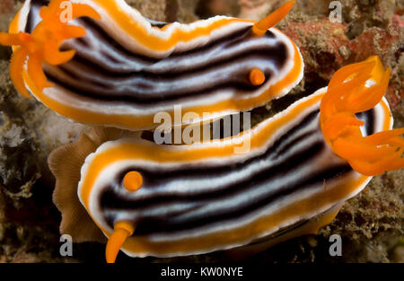 Zwei Nacktschnecken (CHROMODORIS MAGNIFICA) PAARUNG Stockfoto