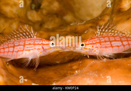 LONGNOSE FISCHFREUNDSCHAFTEN (Oxycirrhites typus) VERRIEGELUNG MUND Stockfoto
