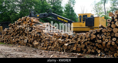 Eine Tigercat 250 D LKW-Ladekrane Lader mit einem großen Haufen von cut Protokolle bereit, aus dem Wald in den Adirondack Mountains geschleppt werden, NY, USA Stockfoto