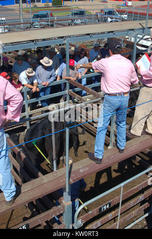 TOOWOOMBA, AUSTRALIEN, circa 2009: Auktionator ruft die Preise für Rinder bei saleyards, circa 2009, Toowoomba, Queensland, Australien. Stockfoto