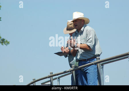 TOOWOOMBA, AUSTRALIEN, circa 2009: Versteigerer fordert die Preise für Rinder bei saleyards, etwa in Toowoomba, Queensland, Australien 2009 Stockfoto