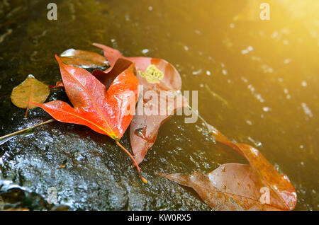 Acer calcaratum oder asiatischen Arten von Ahorn im Herbst. Acer calcaratum ist eine asiatische Arten von Ahorn in Yunnan und nördlichen Indochina (Myanmar, Tha gefunden Stockfoto