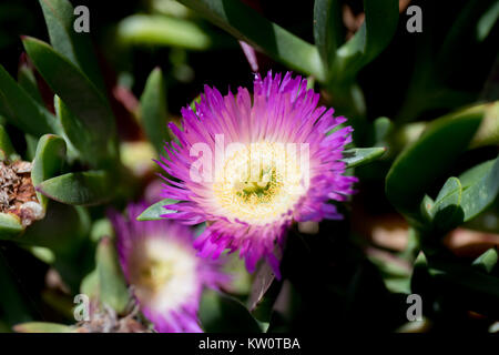 Abb. - Ringelblume (Mesembryanthemum edule), Pescadero State Beach, Kalifornien Stockfoto