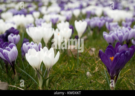 Ein Teppich von Krokusse blühen im Frühjahr geringer Tiefenschärfe Stockfoto