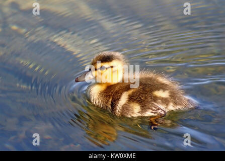 Winziges Baby Enten schwimmen im See Stockfoto