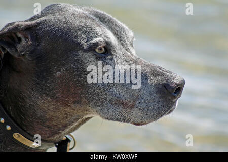 Ein älterer Dogge mit Vergrauung Fell im Gesicht und Nase Stockfoto