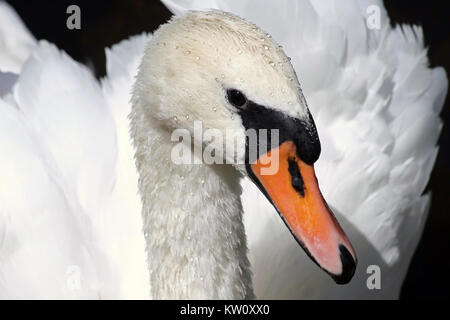 Schöne Höckerschwan posing und Kamera - Wassertropfen auf Federn Stockfoto