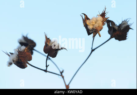 Saatgut Köpfe von Darwins Baumwolle (Gossypium Darwinii) mit freiliegenden flauschige, Wind verteilt Samen. Diese Pflanze wächst nur in den Galapagos Inseln. Puerto Stockfoto