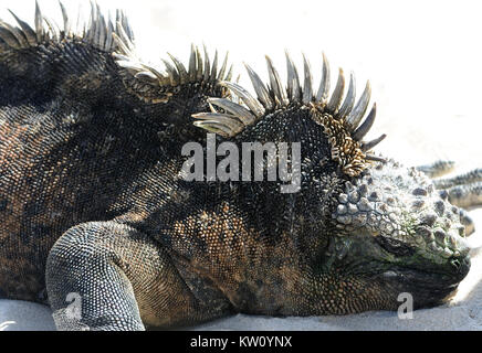 Ein großer Mann Marine iguana oder Galápagos Marine iguana (Amblyrhynchus cristatus cristatus) mit einem feinen Kamm und Stacheln. Diese Unterart ist endemisch ist Stockfoto