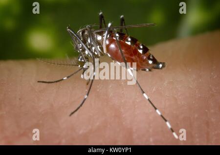 Ein Blut - verstopften weiblichen Aedes albopictus Moskito Fütterung auf einen menschlichen Wirt. Unter erfolgreiche experimentelle Übertragung, Aedes albopictus gefunden wurde ein Vektor von West Nil Virus zu sein. Aedes ist eine Gattung aus der Familie der Culicine Moskitos. Mit freundlicher Genehmigung der CDC, 2002. Stockfoto