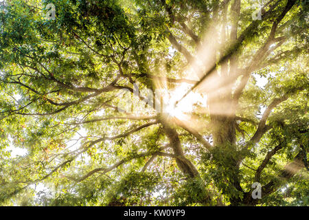 Nahaufnahme von sunburst Sonnenstrahlen durch die Blätter der großen grünen Baum im Herbst mit orange Blätter in Dunst, Nebel durch Nebel Silhouette in morgen Gebiete Stockfoto