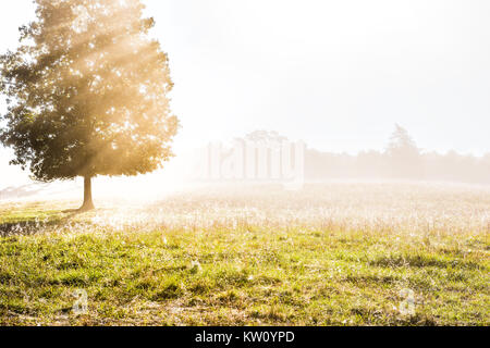 Ein großer grüner Baum im Herbst mit orange Blätter in Nebel, Nebel und Sonnenstrahlen brechen, scheint durch Nebel Silhouette in Morgen Landschaft Konzept Stockfoto