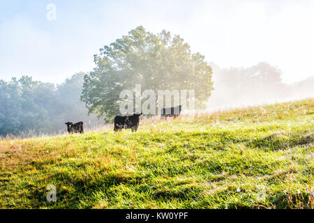 Silhouette von drei schwarzen Kühe auf Hügel der Farm auf der Weide grasen in Nebel und Dunst mit blauem Himmel, Bäume, Gras, morgen Sonnenlicht Stockfoto