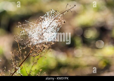 Nasse dichtes Spinnennetz in Tau Tropfen, viele Threads auf trockenen Pflanze im Herbst Makro Nahaufnahme mit Bokeh Stockfoto