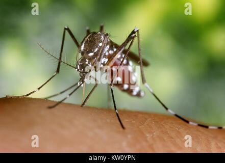 Ein Blut - verstopften weiblichen Aedes albopictus Moskito Fütterung auf einen menschlichen Wirt. Unter erfolgreiche experimentelle Übertragung, Aedes albopictus gefunden wurde ein Vektor von West Nil Virus zu sein. Aedes ist eine Gattung aus der Familie der Culicine Moskitos. Mit freundlicher CDC/ James Gathany, 2002. Stockfoto