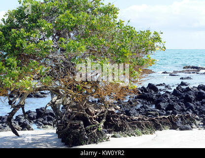 Eine rote Mangrove (Rhizophora mangle) Baum wächst von einem Felsvorsprung aus schwarzer Lava in einem weißen Sandstrand. Puerto Villamil, Isabela, Galapagos, Ecuador Stockfoto