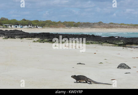 Ein Marine iguana oder Galápagos Marine iguana (Amblyrhynchus cristatus cristatus) Spaziergänge durch eine leere Sandstrand. Diese Unterart ist endemisch Isabel Stockfoto