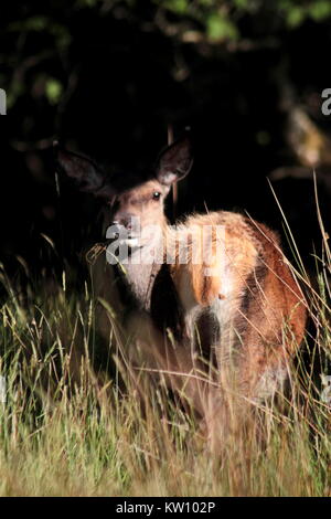 Red Deer (Cervus elaphus scoticus), Buchse Stockfoto