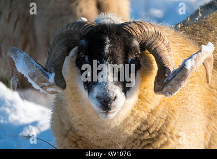 Blackface Schafe suchen nach Essen im Schnee in der Nähe von Woolfords West Lothian, Schottland.