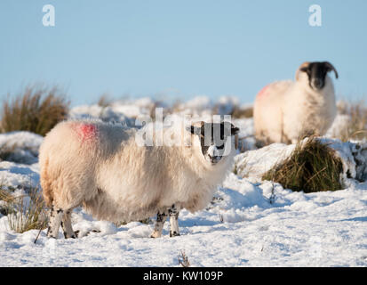 Blackface Schafe suchen nach Essen im Schnee in der Nähe von Woolfords West Lothian, Schottland.