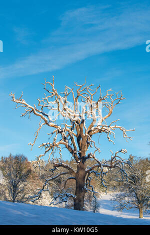 Quercus. Toten Eiche im Schnee im Winter gegen den blauen Himmel. Cotswolds, Gloucestershire, England Stockfoto