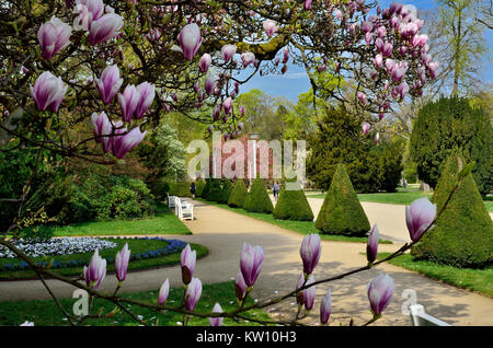 Dresden, Frühjahr im grossen Garten, Frühling im Großen Garten. Stockfoto
