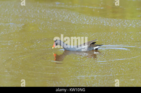 Eine gemeinsame (gallinule Gallinula galeata) in eine flache Lagune, in der Nähe von Puerto Villamil. Puerto Villamil, Isabela, Galapagos, Ecuador Stockfoto