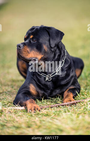 Adorable gewidmet Reinrassige Rottweiler, Verlegung auf Gras Stockfoto