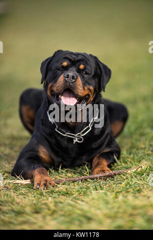 Adorable gewidmet Reinrassige Rottweiler, Verlegung auf Gras Stockfoto