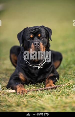 Adorable gewidmet Reinrassige Rottweiler, Verlegung auf Gras Stockfoto