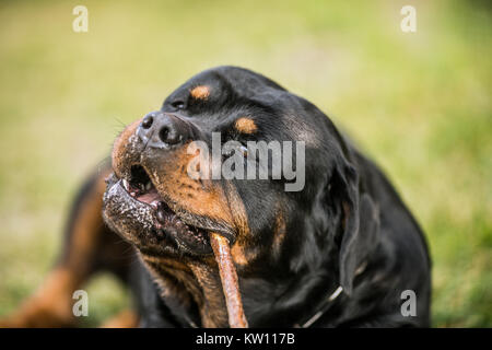 Adorable gewidmet Reinrassige Rottweiler, Verlegung auf Gras Stockfoto