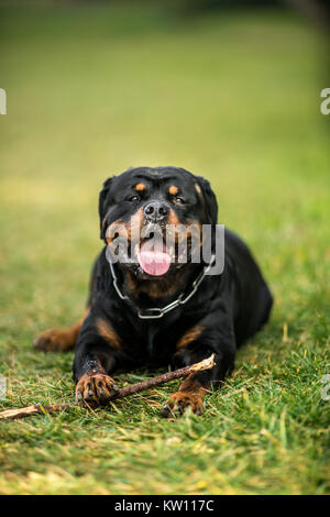 Adorable gewidmet Reinrassige Rottweiler, Verlegung auf Gras Stockfoto