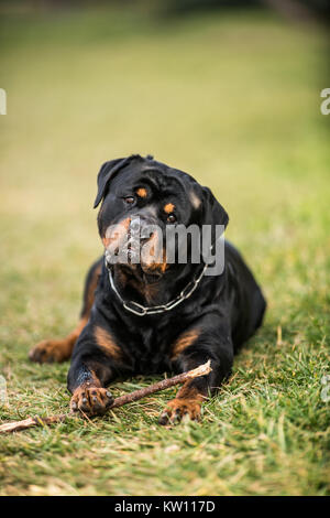 Adorable gewidmet Reinrassige Rottweiler, Verlegung auf Gras Stockfoto