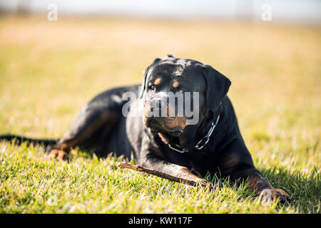 Adorable gewidmet Reinrassige Rottweiler, Verlegung auf Gras Stockfoto