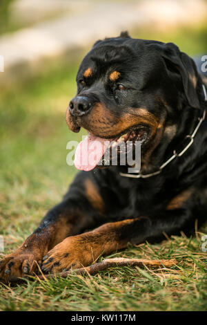 Adorable gewidmet Reinrassige Rottweiler, Verlegung auf Gras Stockfoto