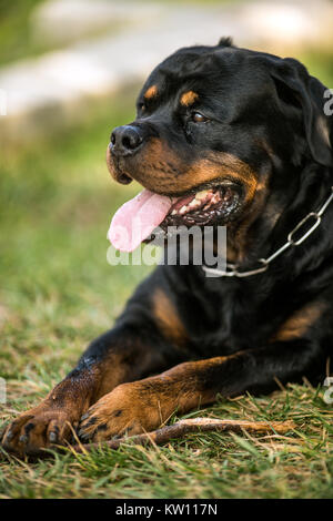 Adorable gewidmet Reinrassige Rottweiler, Verlegung auf Gras Stockfoto